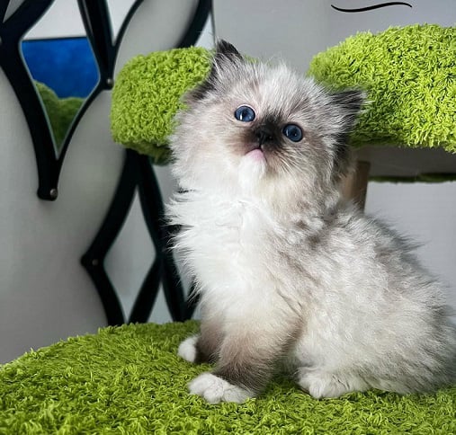 Mobirise Website Builder